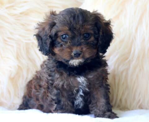 Adorable black and brown Cavapoo puppy with a fluffy coat and a small white patch on its chest, sitting in a front of a soft cream-colored fuzzy background.