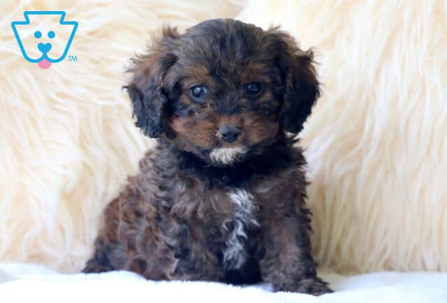 Adorable black and brown Cavapoo puppy with a fluffy coat and a small white patch on its chest, sitting in a front of a soft cream-colored fuzzy background. image
