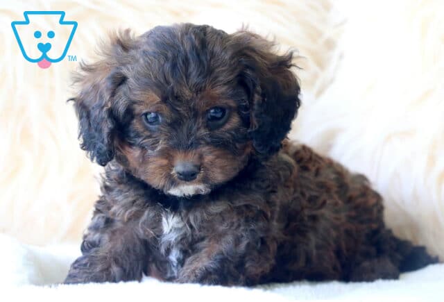 Sweet black and brown Cavapoo puppy with curly fur and a white patch on its chest, lying on a white blanket in front of a fluffy cream background. image