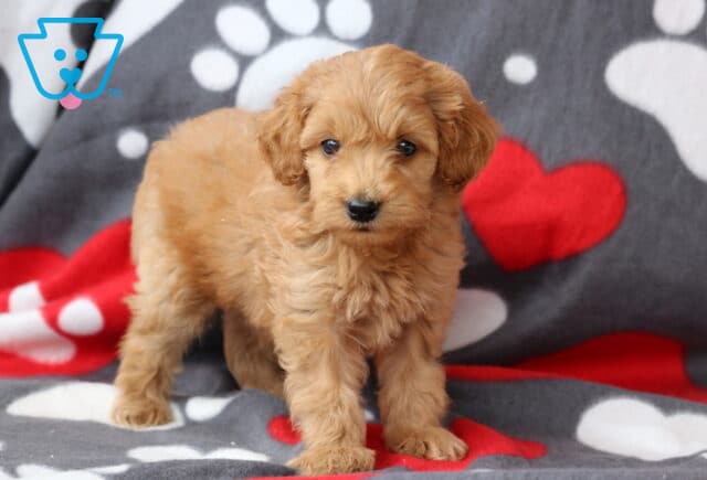 Scamper Cockapoo image