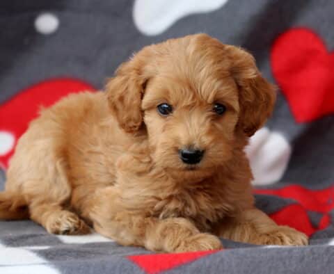 Scamper Cockapoo2