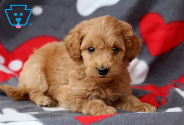 Scamper Cockapoo2 image