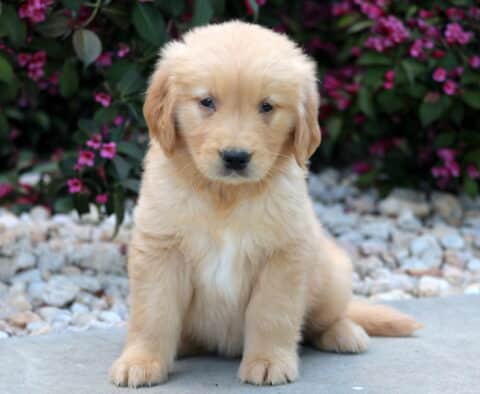 Golden Retriever puppy sitting with a calm and curious expression on a paved surface, framed by white landscaping rocks and blooming magenta flowers.