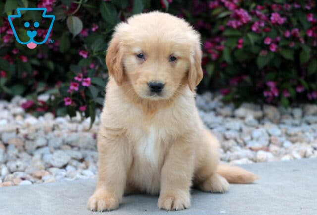 Golden Retriever puppy sitting with a calm and curious expression on a paved surface, framed by white landscaping rocks and blooming magenta flowers. image