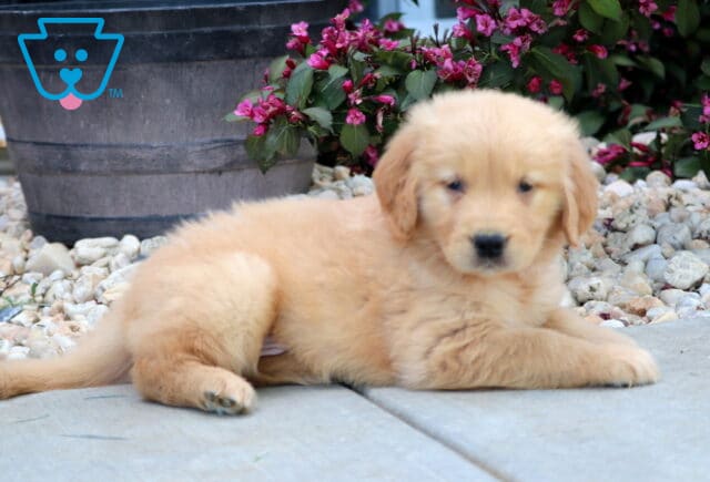 Golden Retriever puppy lying on a patio near a large flower pot and pink blooms, with a fluffy coat and a sweet, relaxed expression. image