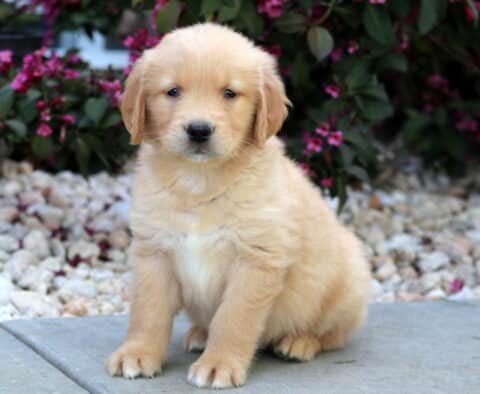 Light golden Golden Retriever puppy sitting sweetly on a stone walkway, framed by white rocks and deep pink flowers in the background.