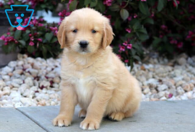 Light golden Golden Retriever puppy sitting sweetly on a stone walkway, framed by white rocks and deep pink flowers in the background. image