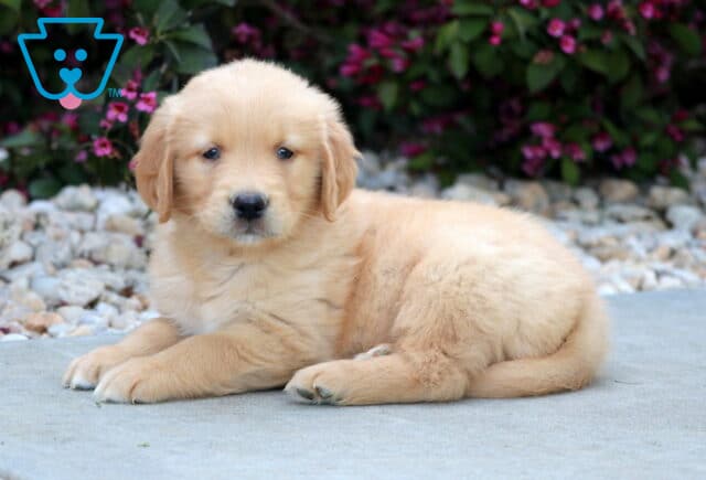 Adorable Golden Retriever puppy lounging on a smooth gray surface with a curious gaze, set against a backdrop of white stones and vivid pink blossoms. image