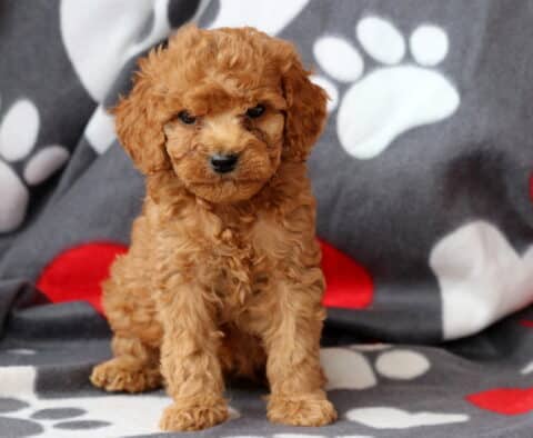 Scooter Cockapoo