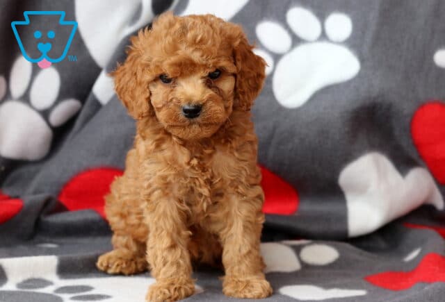 Scooter Cockapoo image