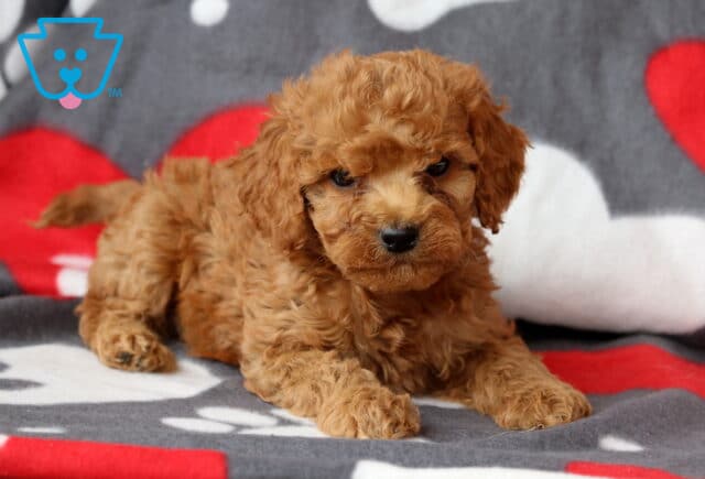 Scooter Cockapoo2 image