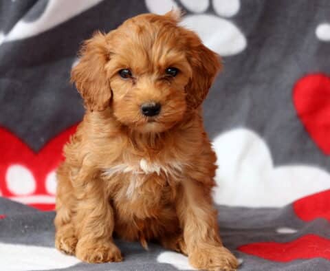 Scout Cockapoo