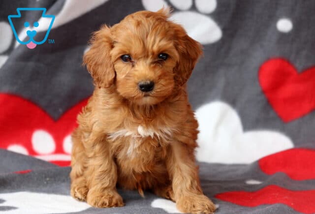 Scout Cockapoo image