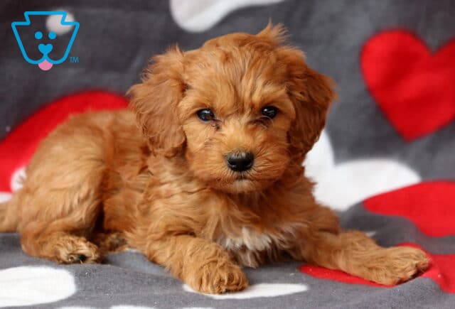 Scout Cockapoo2 image