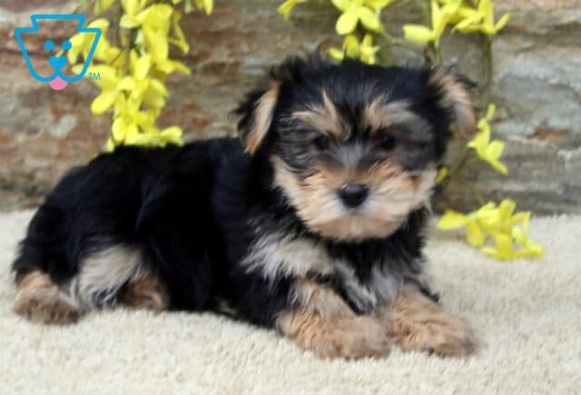 Scout Yorkie image
