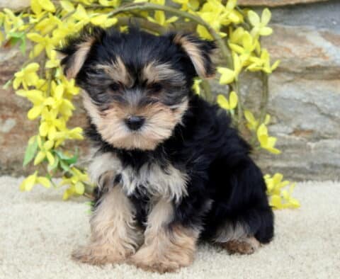 Scout Yorkie2