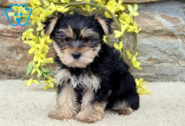 Scout Yorkie2 image