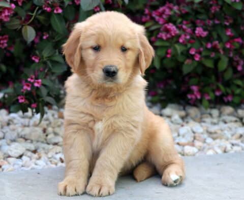 Golden Retriever puppy sitting with one paw slightly raised, looking sweet and attentive against a backdrop of bright pink flowers and decorative landscaping stones.