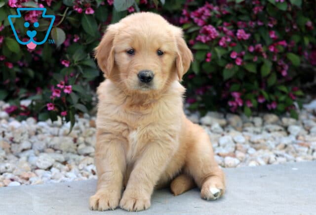 Golden Retriever puppy sitting with one paw slightly raised, looking sweet and attentive against a backdrop of bright pink flowers and decorative landscaping stones. image