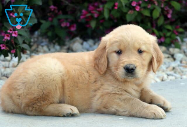 Golden Retriever puppy lying down with a relaxed pose on a stone path, showcasing its fluffy golden coat and soft eyes, surrounded by white rocks and pink flowers. image