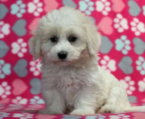 Fluffy cream-colored Havanese puppy sitting calmly on a pink heart and paw print blanket, looking softly at the camera with a sweet expression.