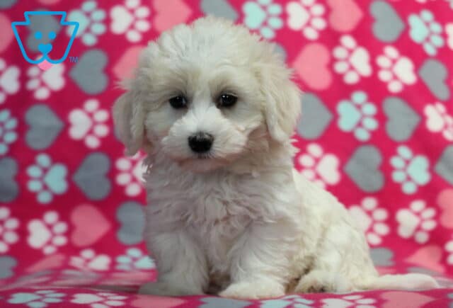 Fluffy cream-colored Havanese puppy sitting calmly on a pink heart and paw print blanket, looking softly at the camera with a sweet expression. image