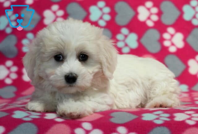 Creamy white Havanese puppy lying down on a pink blanket with heart and paw print designs, gazing up with big, round eyes. image