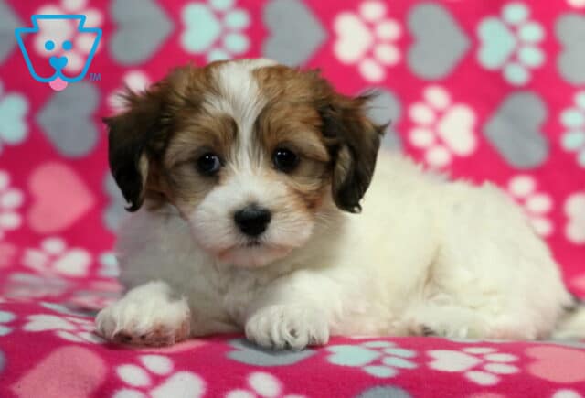 White Havanese puppy with rich brown markings on the face and ears, lying on a pink blanket covered in hearts and paw prints, looking sweetly at the camera. image