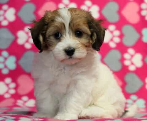Cute Havanese puppy with a white coat and dark brown patches on the ears and around the eyes, sitting upright on a heart and paw print patterned blanket.
