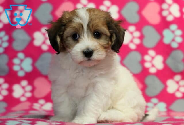 Cute Havanese puppy with a white coat and dark brown patches on the ears and around the eyes, sitting upright on a heart and paw print patterned blanket. image