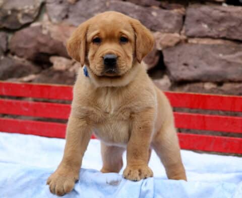 Sturdy Fox Red Lab puppy standing on a light blue blanket, wearing a blue collar, with a red bench and stone wall creating a bold and rustic background.