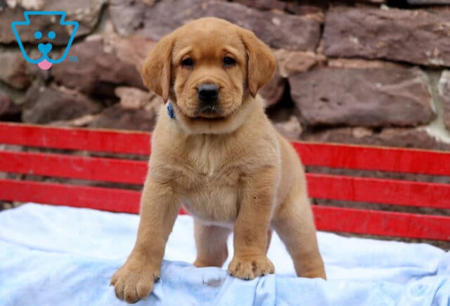 Sturdy Fox Red Lab puppy standing on a light blue blanket, wearing a blue collar, with a red bench and stone wall creating a bold and rustic background. image