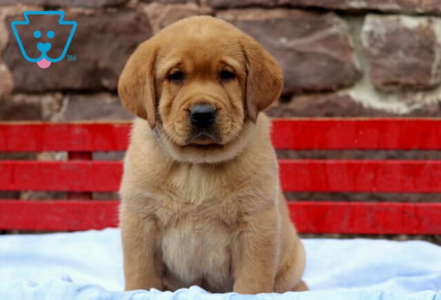 Fox Red Labrador puppy sitting squarely on a soft blanket, with a red bench and stone wall behind it, looking calmly into the camera with floppy ears and a gentle face. image