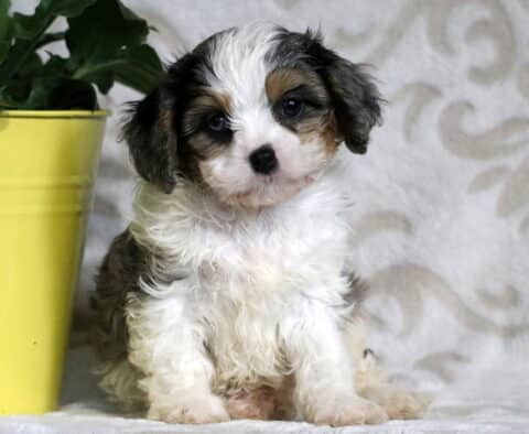 Tricolor Cavapoo puppy with white, black and tan markings sitting sweetly on a blanket beside a yellow pot, with soft curls and a gentle gaze.