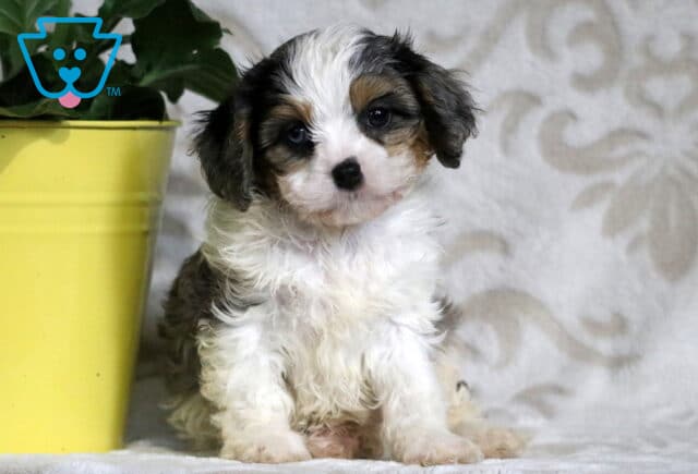 Tricolor Cavapoo puppy with white, black and tan markings sitting sweetly on a blanket beside a yellow pot, with soft curls and a gentle gaze. image