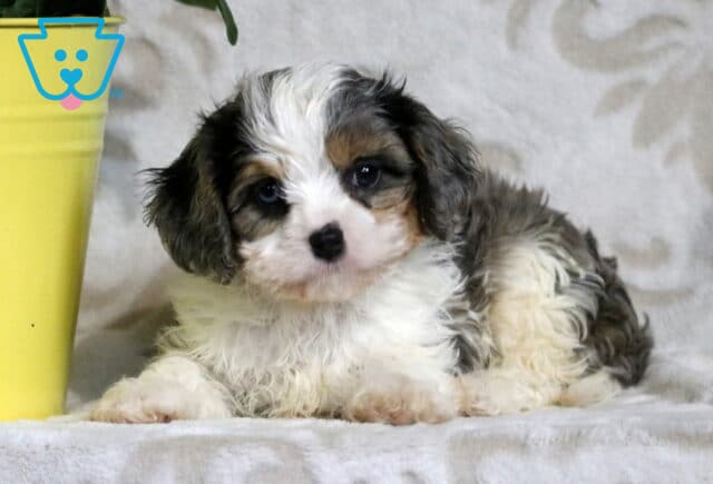 Tricolor Cavapoo puppy with soft curls and tan highlights lying comfortable on a blanket, looking calmly at the camera next to a yellow flower pot. image