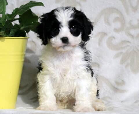 Cute black and white Cavapoo puppy sitting upright on a soft surface with a yellow flower pot and green plant in the background, looking alert with big round eyes.