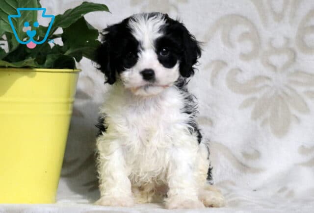 Cute black and white Cavapoo puppy sitting upright on a soft surface with a yellow flower pot and green plant in the background, looking alert with big round eyes. image