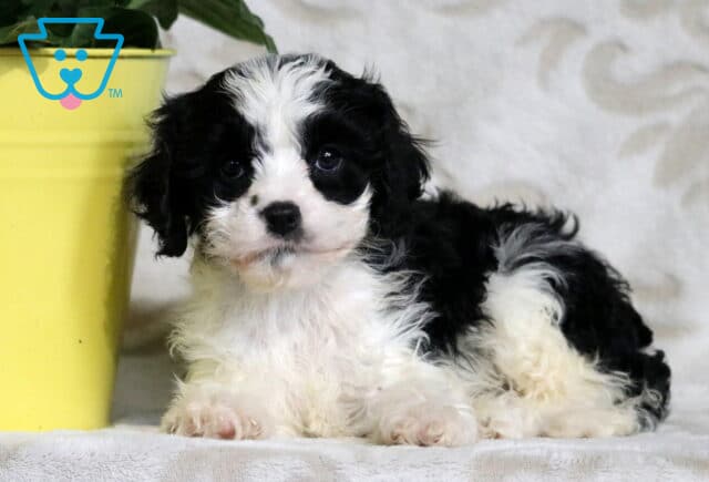 Black and white Cavapoo puppy lying on a light blanket near a yellow flower pot, with soft curls and a calm, curious expression. image