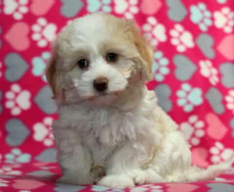 Fluffy white and tan Havanese puppy sitting on a pink background decorated with hearts and paw prints, looking sweetly at the camera.