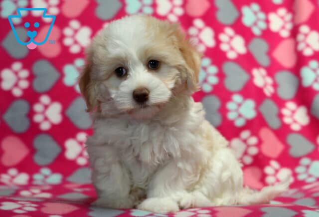Fluffy white and tan Havanese puppy sitting on a pink background decorated with hearts and paw prints, looking sweetly at the camera. image