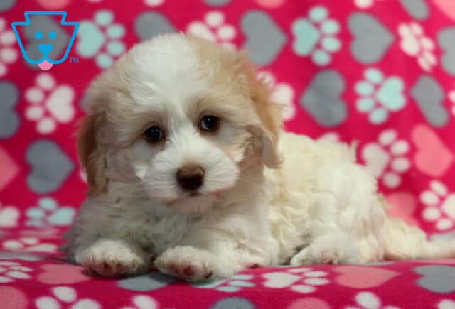 Adorable cream and tan Havanese puppy lying down on a pink heart and paw print blanket, gazing softly at the camera. image