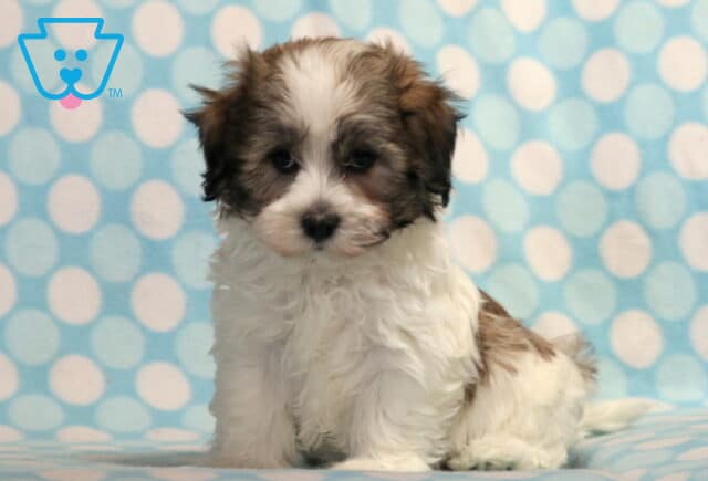 White Havanese puppy with dark brown ears and eye markings sitting on a soft blue polka dot blanket, looking sweet and slightly fluffy. image