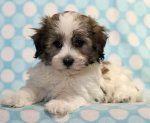 Fluffy white and brown Havanese puppy lying down on a blue polka dot blanket, with dark ears and a soft, gentle gaze.