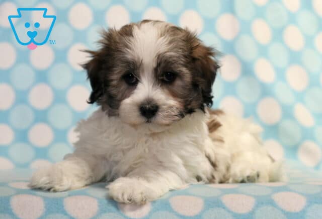 Fluffy white and brown Havanese puppy lying down on a blue polka dot blanket, with dark ears and a soft, gentle gaze. image