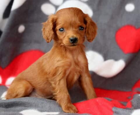 Sweet-faced apricot Cockapoo puppy sitting on a heart-patterned blanket, posing with one paw forward and ears perked slightly.