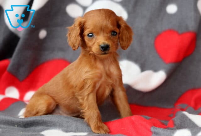 Sonny Cockapoo image