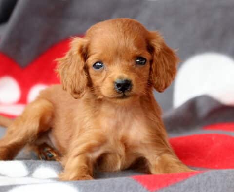 Sonny Cockapoo2