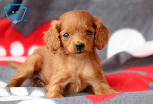 Sonny Cockapoo2 image