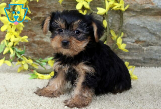 Sonny Yorkie image